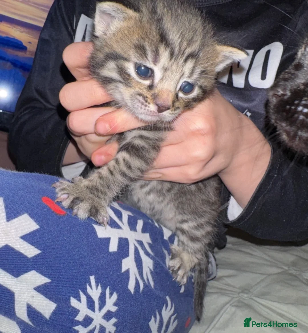 Mixed Breed cats for sale: Kittens  - Advert 4