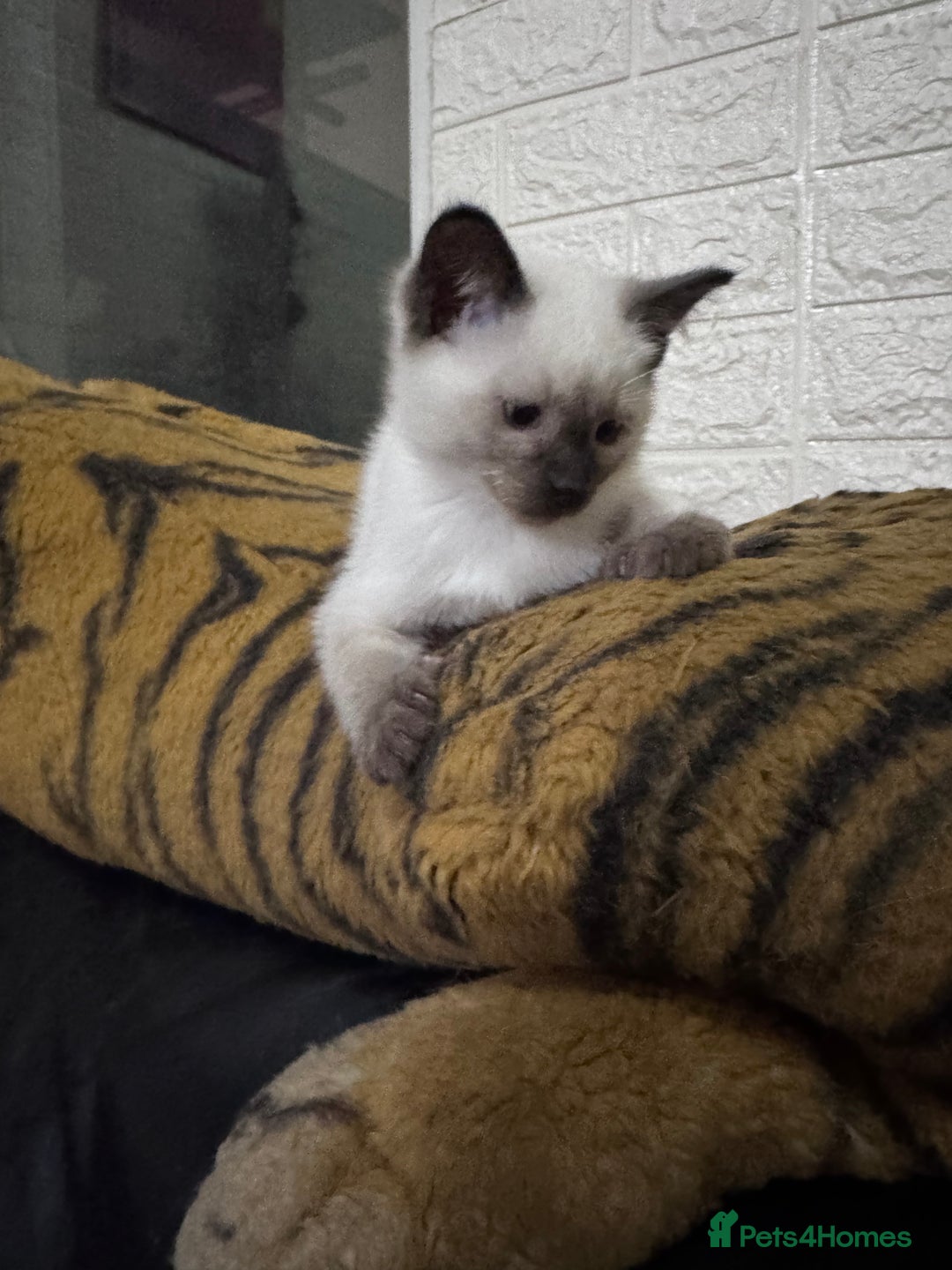 Siamese cats for sale: Siamese  - Advert 4