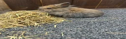 Mixed Breed rabbits for sale: Baby bunnies  - Advert 22