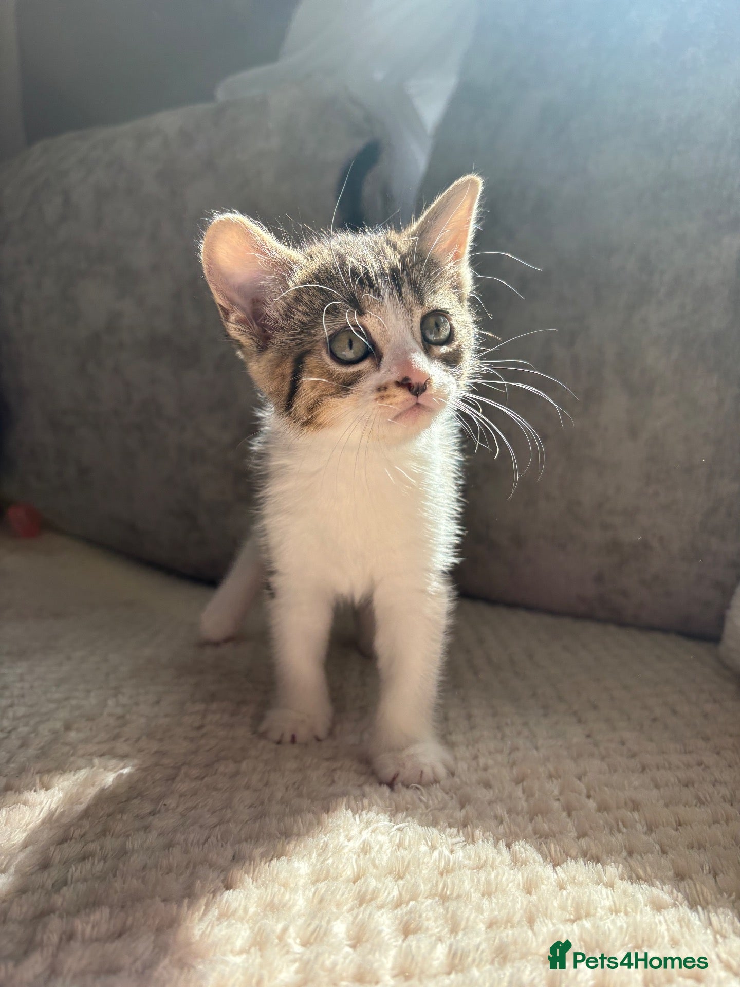 Domestic Shorthair cats Gorgeous little kittens looking for a forever home - Advert 22
