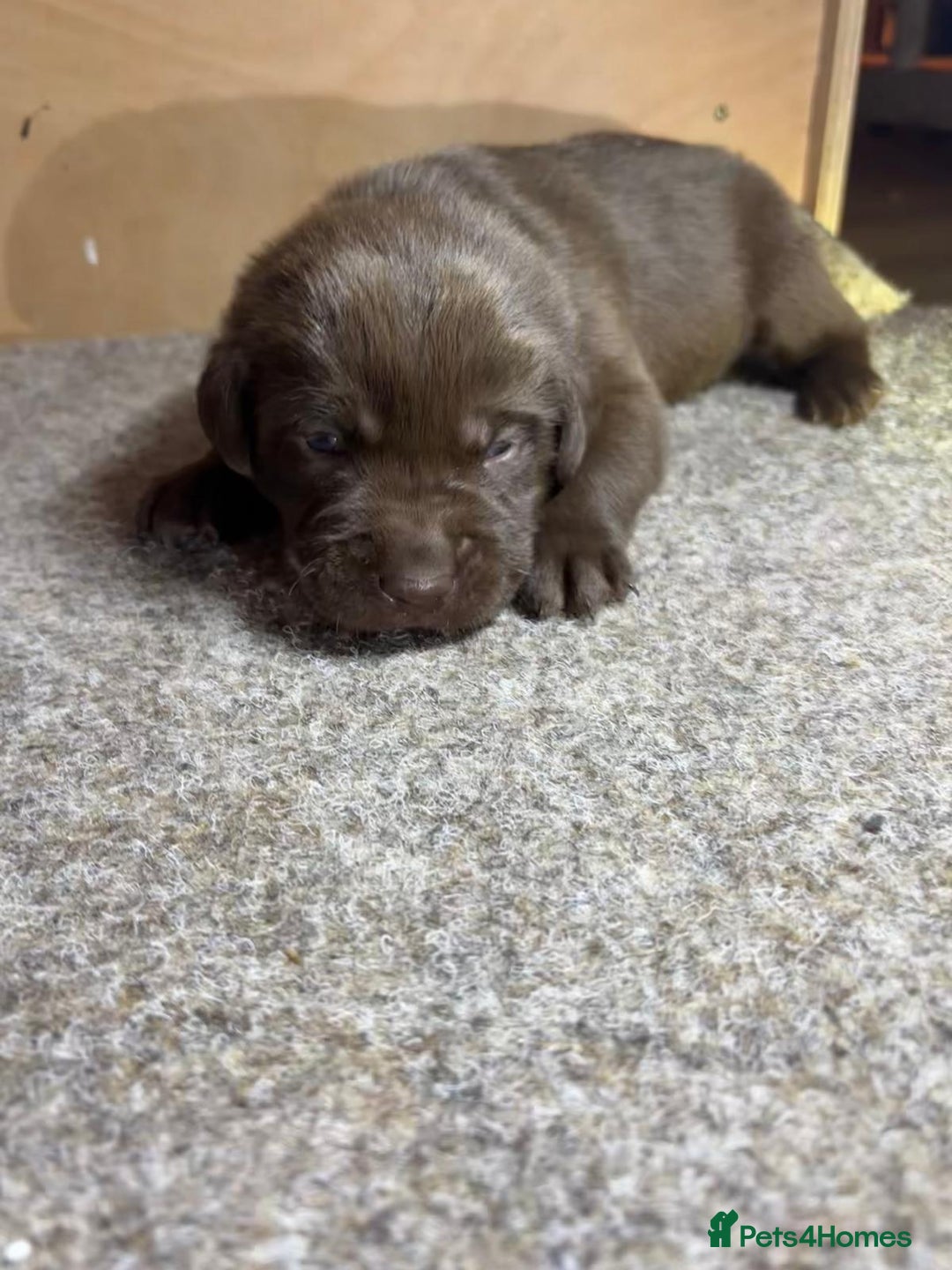 Labrador Retriever dogs for sale: Labrador Puppies – Black & Chocolate  - Advert 9