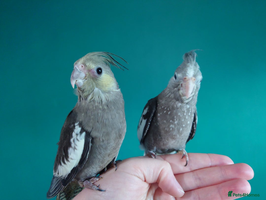 Cockatiels birds for sale: Hand reared semi tame DNA sexed baby cockatiel  in Worthing - Image 27