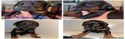 Dobermann dogs for sale: 5 beautiful puppies for sale  - Advert 17