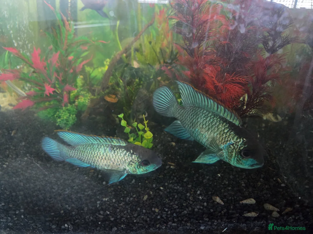 Cichlids fish for sale: Electric blue acaras!! in London - Advert 3