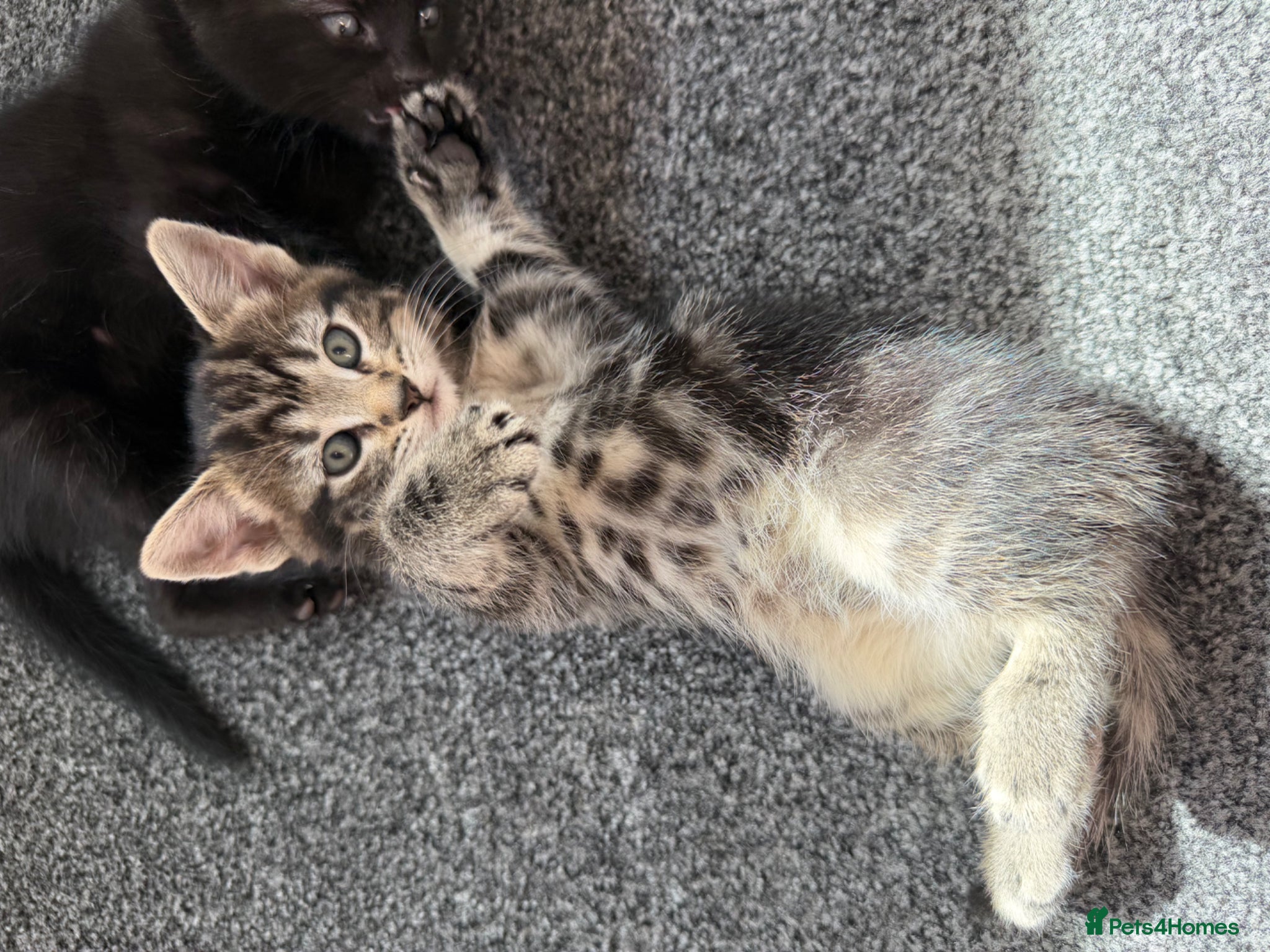 Mixed Breed cats 🐾 Beautiful Tabby Girl Kitten Available Again 🐾  - Advert 2