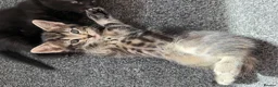 Mixed Breed cats for sale: 🐾 Beautiful Tabby Girl Kitten Available Again 🐾  - Advert 2