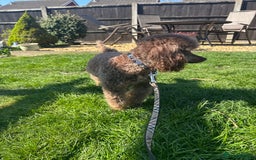 Toy Poodle dogs for stud: KC CHOCOLATE PHANTOM TOY POODLE in Willenhall - Image 3