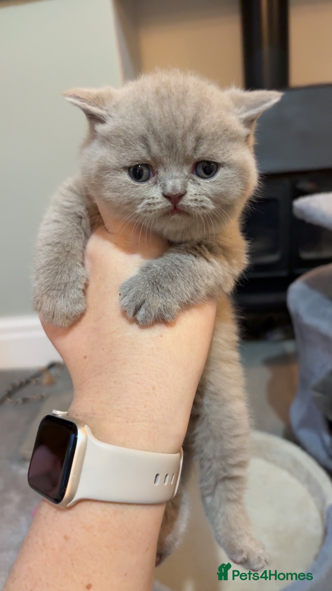 British Shorthair cats for sale: BSH kittens for sale from pedigree parents - Advert 20