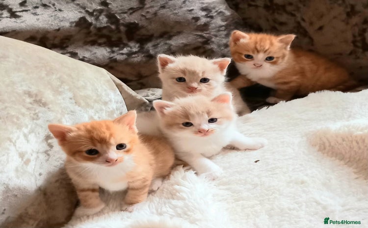 Maine Coon cats - Advert 8