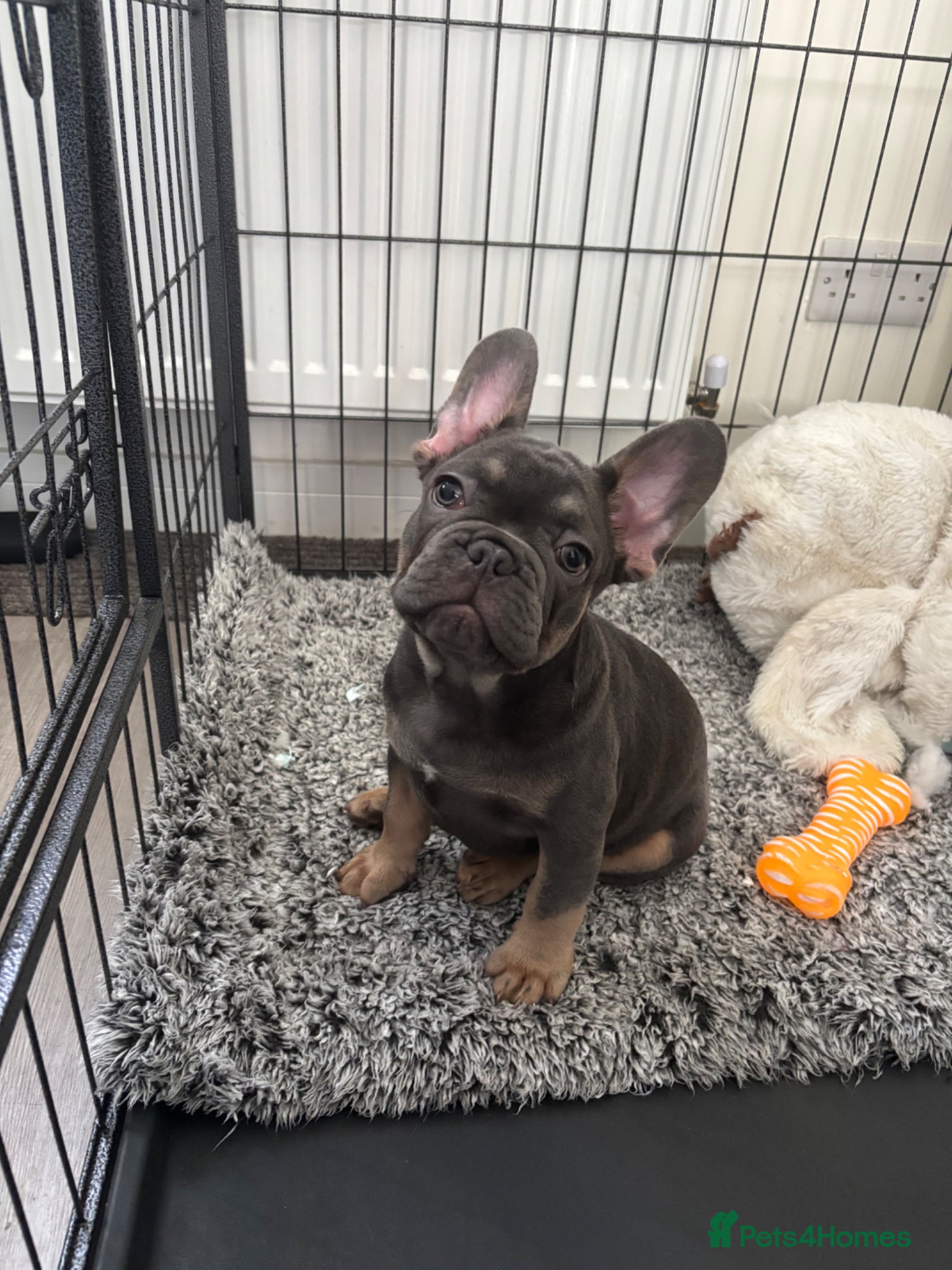 French Bulldog dogs One left  - Advert 15