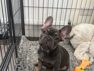 French Bulldog dogs One left - Advert 15