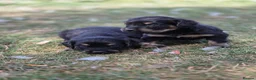 Mixed Breed dogs for sale: Dakota Sport Retriever (Special Colours) - Advert 15
