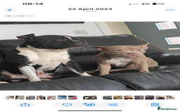 Mixed Breed dogs for sale: Pocket bully x  - Image 5