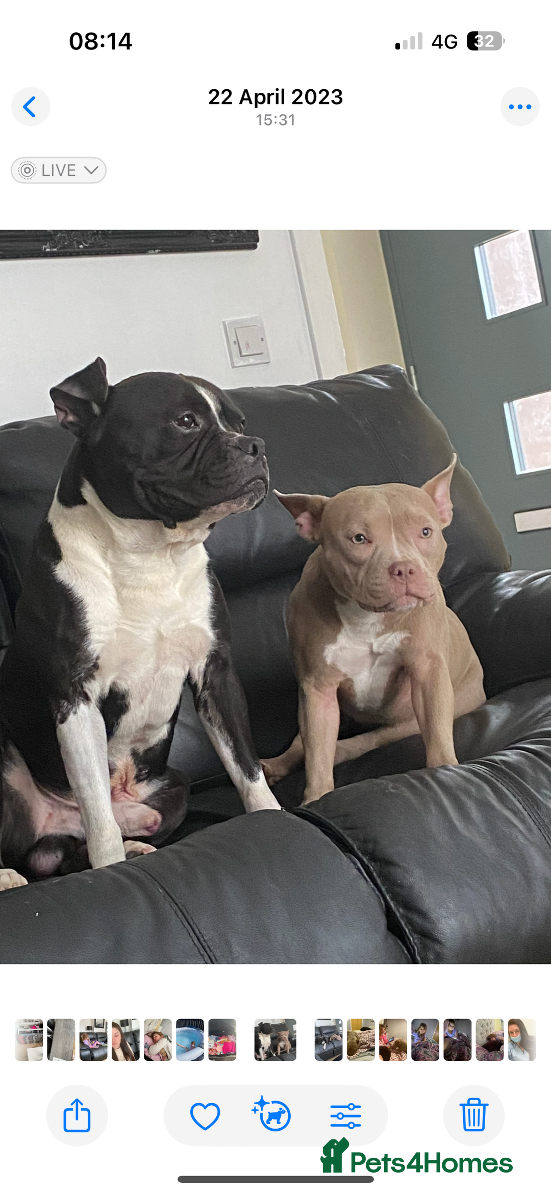 Mixed Breed dogs for sale: Pocket bully x  - Image 5