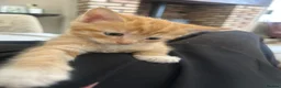 Domestic Shorthair cats for sale: Very cute and friendly litter of kittens  - Advert 12