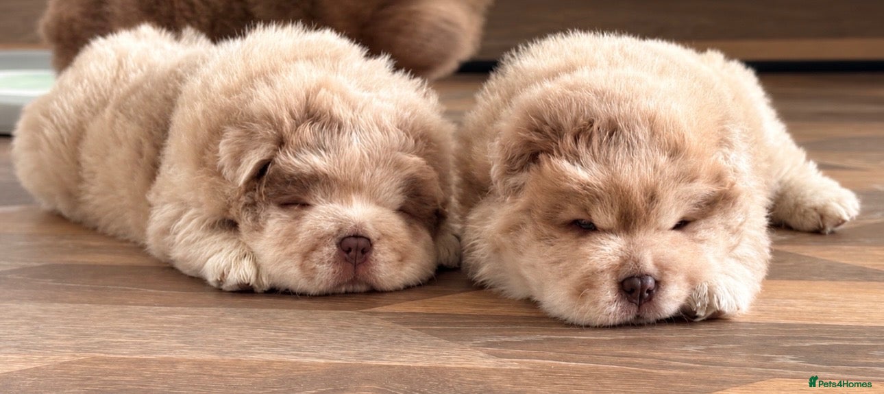 Chow Chow dogs for sale: Chow chow puppies  - Advert 3