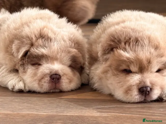 Chow Chow dogs for sale: Chow chow puppies - Advert 3