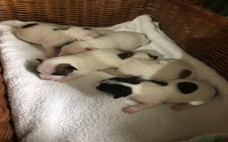Jack Russell dogs for sale: Jack Russell Terriers - Image 4