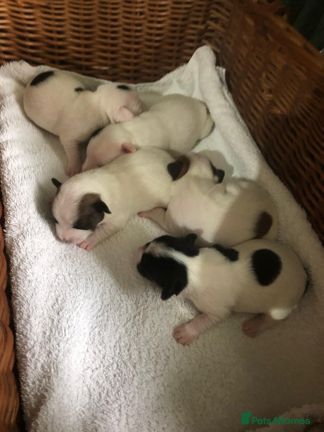 Jack Russell dogs for sale: Jack Russell Terriers - Image 4