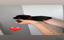 German Shepherd dogs for sale: Stunning German Shepherd/Utonagan Puppies  - Image 20