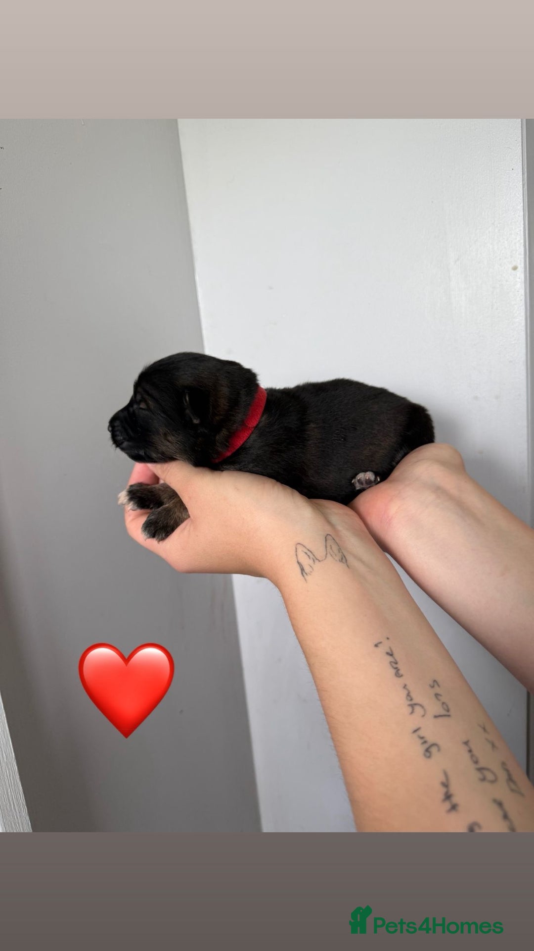 German Shepherd dogs for sale: Stunning German Shepherd/Utonagan Puppies  - Image 20