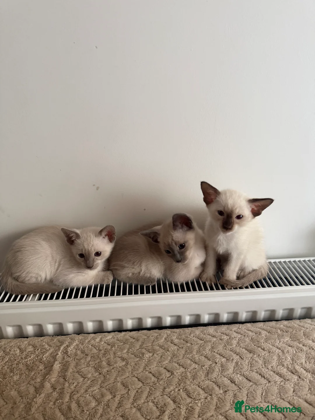 Siamese cats for sale: 3 adorable Siamese kittens 😻 - Advert 18