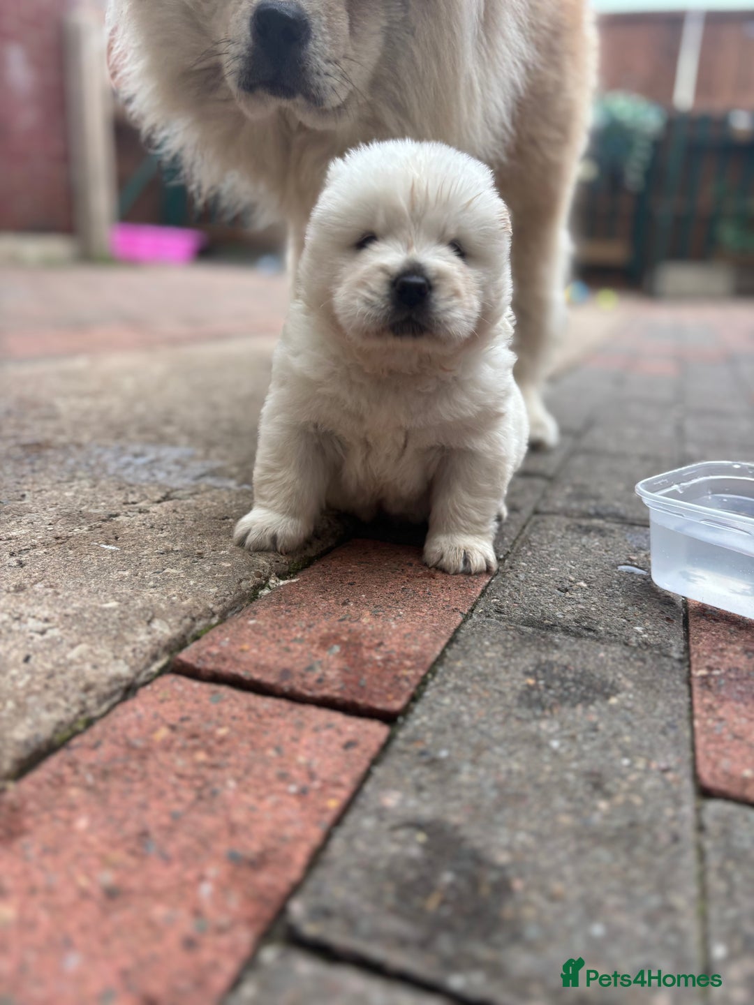 Chow Chow dogs for sale: chow chow puppies  - Image 18