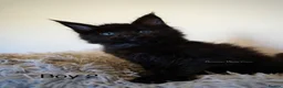 Maine Coon cats for sale: SHOW QUALITY GCCF MAINE COON KITTENS - Advert 4
