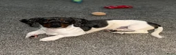 Miniature Dachshund dogs for sale: Rehoming my beautiful Miniature dachshund  - Advert 4