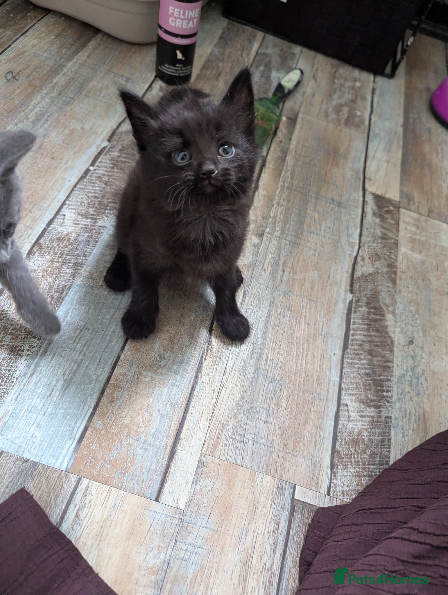Domestic Shorthair cats for sale: 2 beautiful female kittens  - Advert 3