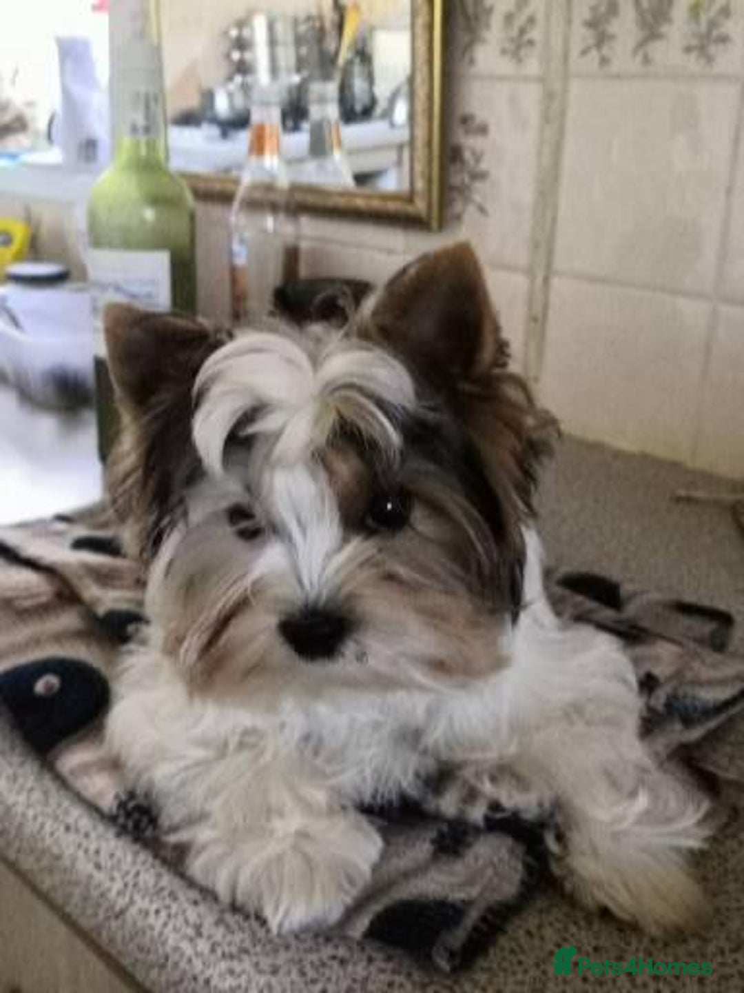 Biewer Terrier dogs for sale: Gorgeous Biewer Terrier puppies  - Image 1