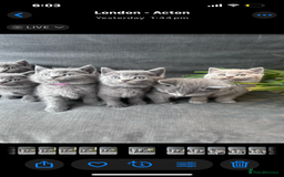 British Shorthair cats for sale: PURE PEDIGREE BSH KITTENS - Image 20