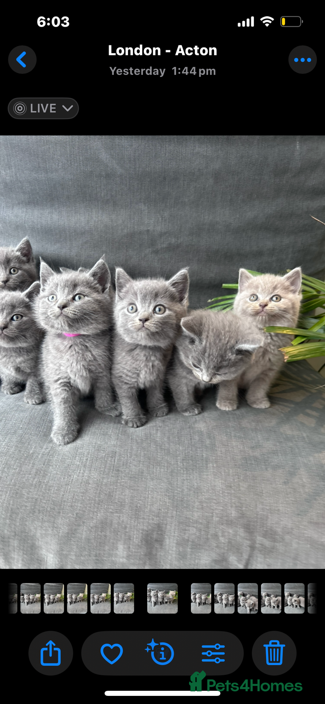 British Shorthair cats for sale: PURE PEDIGREE BSH KITTENS - Image 20