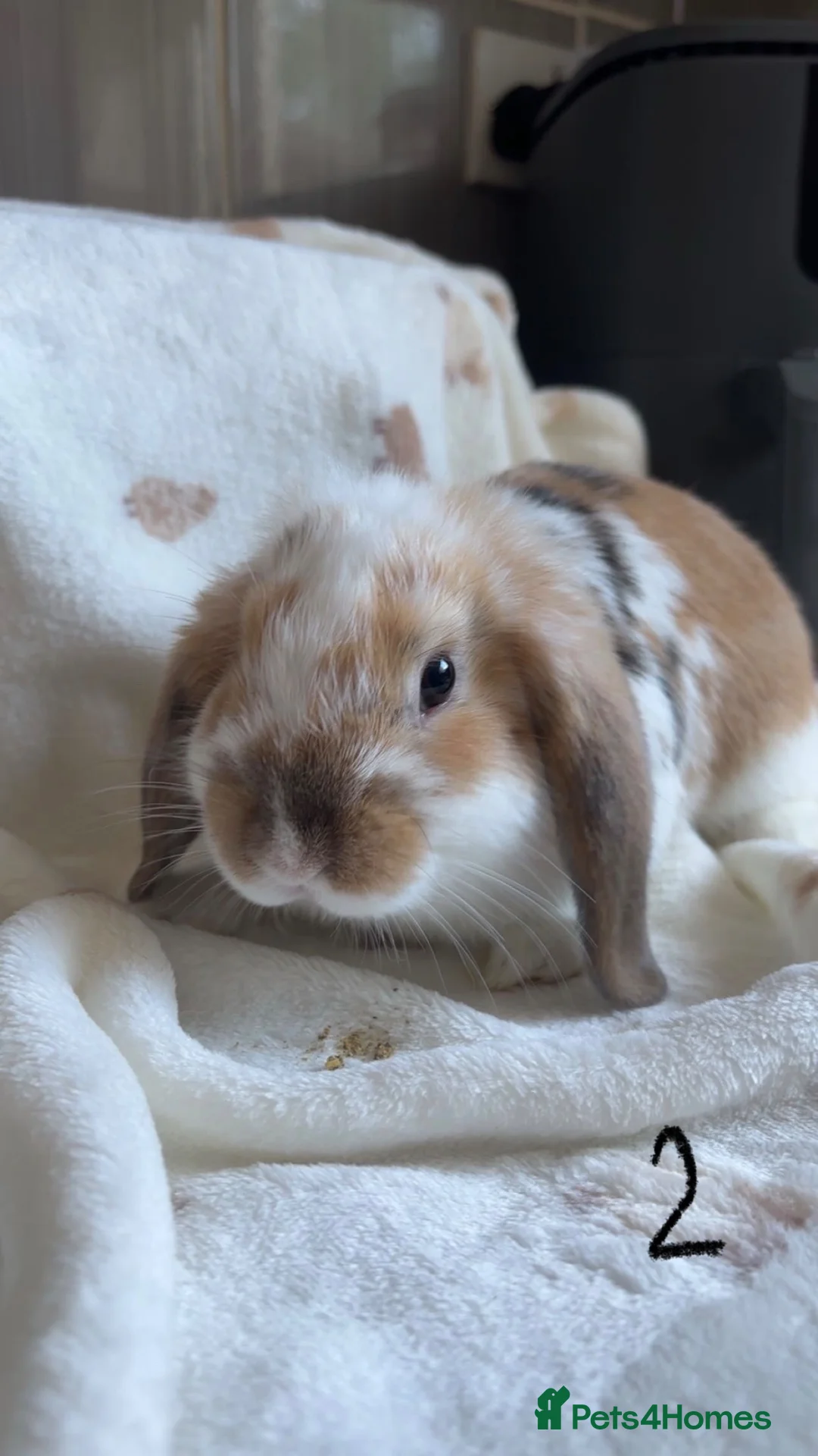 Mini Lop rabbits for sale: Female mini lops - Advert 2