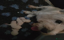 West Highland Terrier dogs for sale: Gorgeous pedigree westies, excellent bloodlines - Image 31