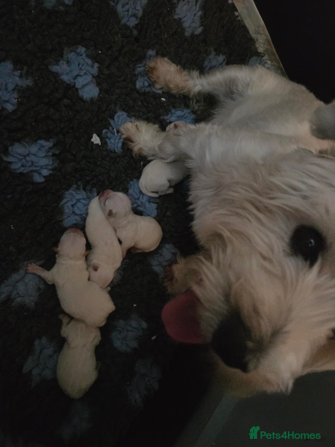 West Highland Terrier dogs for sale: Gorgeous pedigree westies, excellent bloodlines - Image 31
