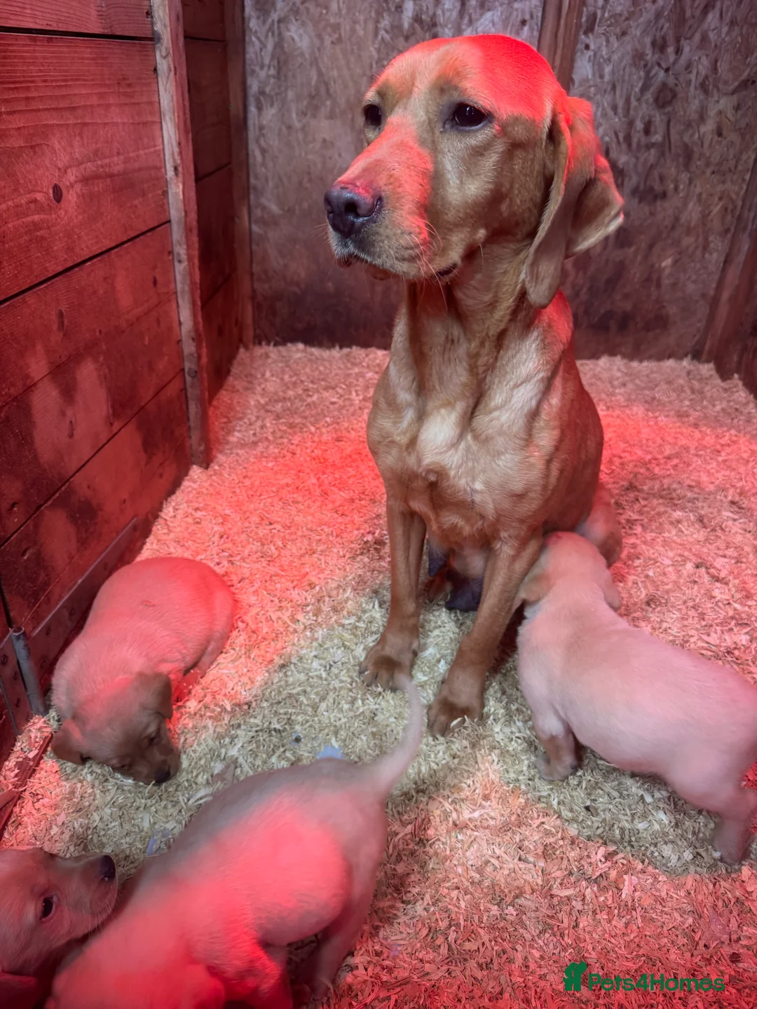 Labrador Retriever dogs for sale: Labrador pups fox red and yellow  - Advert 1