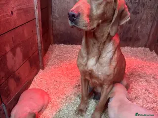 Labrador Retriever dogs Labrador pups fox red and yellow - Advert 3