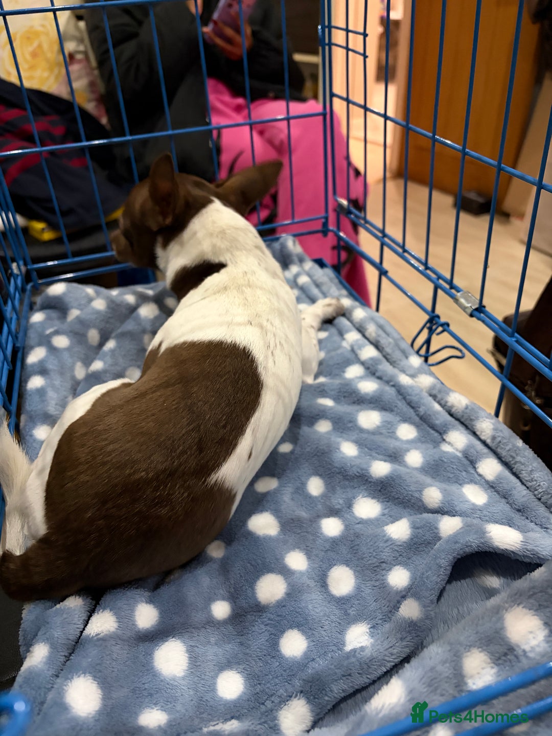 Chihuahua dogs for sale: Pure Breed Chihuahua male - Advert 9