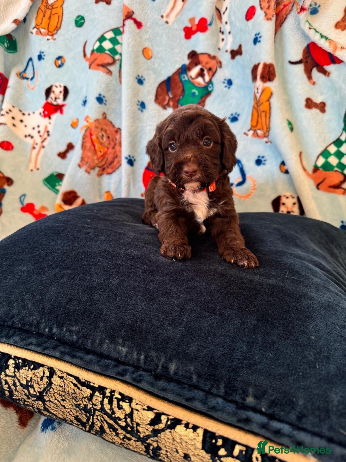 Cockapoo dogs Exceptional F1 Cockapoo puppies  - Advert 2