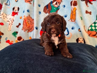 Cockapoo dogs Exceptional F1 Cockapoo puppies - Advert 4