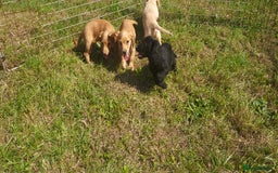 Cocker Spaniel dogs for stud: Kc health tested cocker spaniel at stud - Image 8