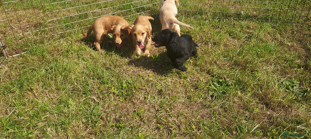 Cocker Spaniel dogs for stud: Kc health tested cocker spaniel at stud - Image 8