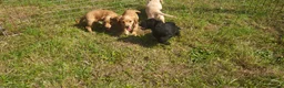 Cocker Spaniel dogs for stud: Kc health tested cocker spaniel at stud - Advert 8