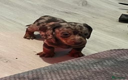 Dachshund dogs for sale: Beautiful miniature dachshunds  - Image 39