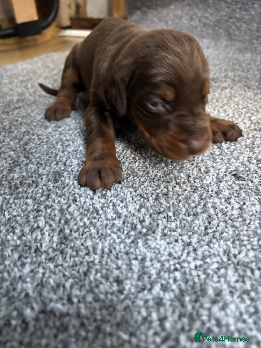 Dobermann dogs for sale: Stunning KC Dobermans champion bloodlines  - Advert 14