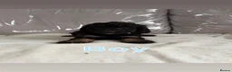 Cockapoo dogs for sale: F1bs cockapoo puppies  - Advert 7