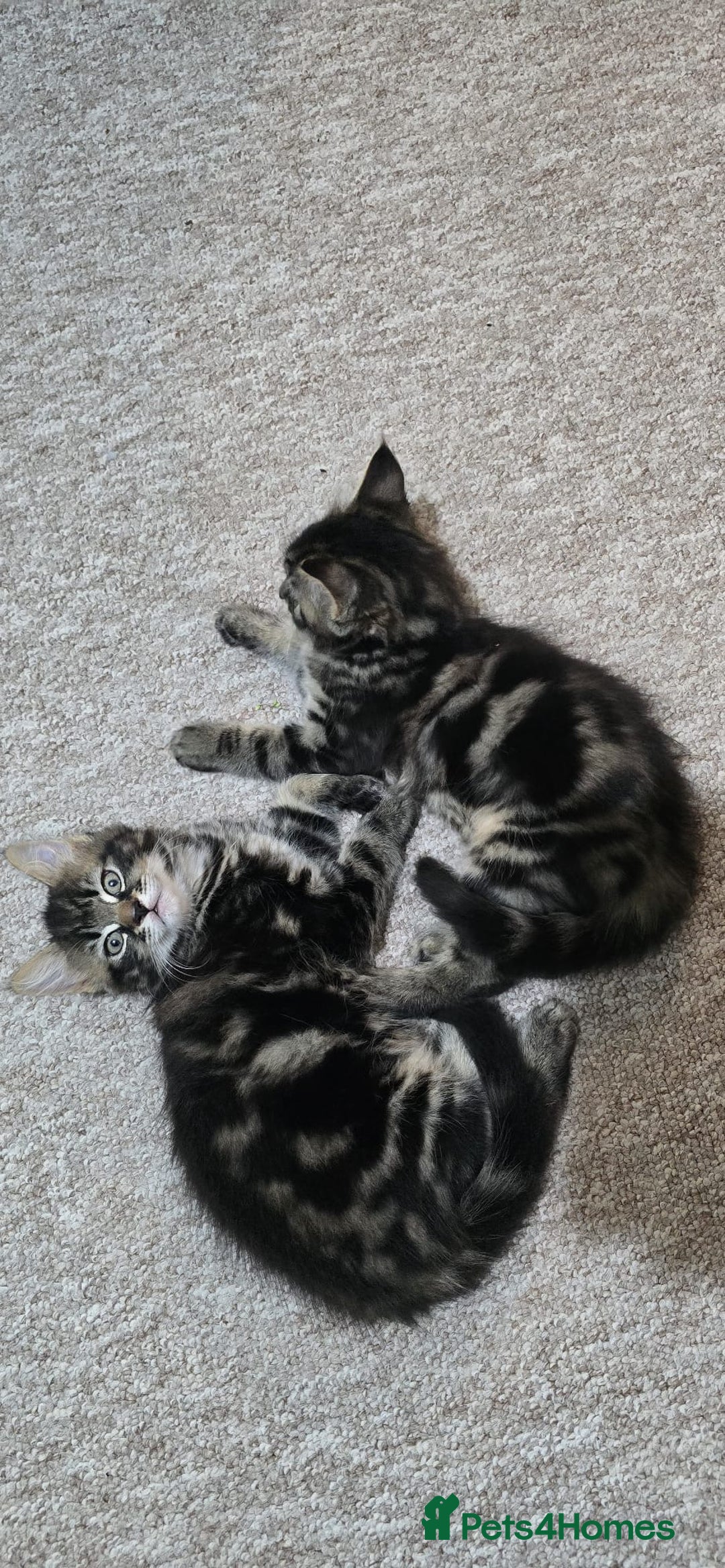 Mixed Breed cats for sale: RH16 3HE - Image 11