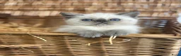 Exotic cats for sale: 2 STUNNING EXOTIC MALE KITTENS  - Advert 13