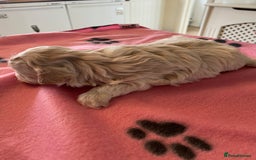 Maltipoo dogs for sale: BEAUTIFUL MALTIPOO F1 BOYS AND GIRLS AVAILABLE  - Image 11